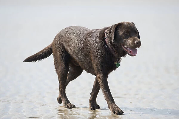 Overweight Chocolate Labrador walking on wet sand beach