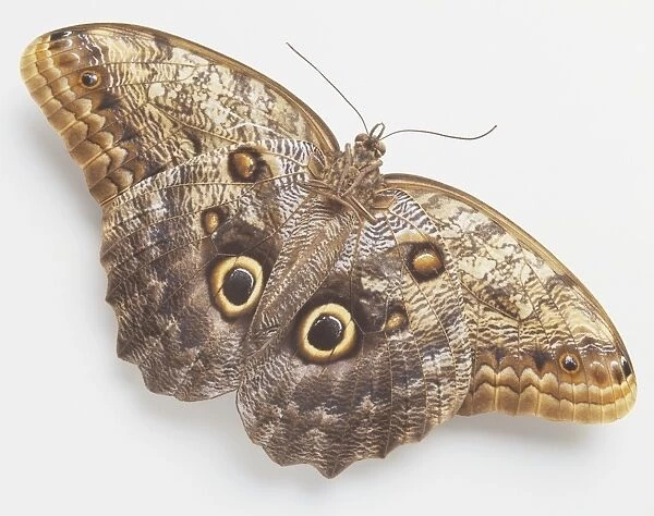 Owl Butterfly (Caligo idomeneus), wings showing eye-spots