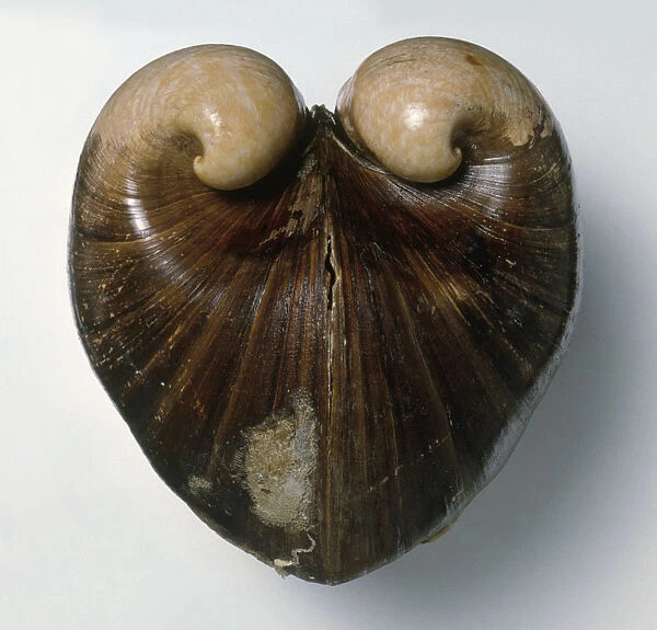 Ox-heart clam (Glossus humanus), close-up