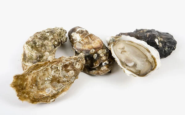 Oyster on white background, close-up