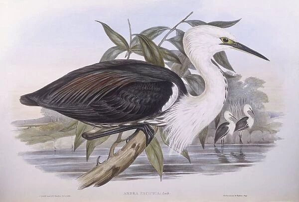 Pacific heron (Ardea pacifica), Engraving by John Gould