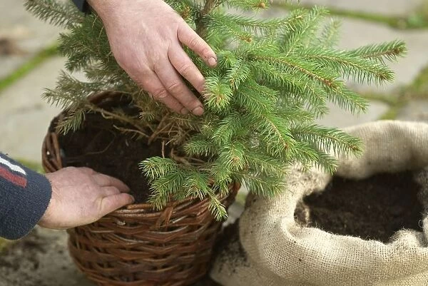 Packing the spaces around the root ball of a Christmas tree
