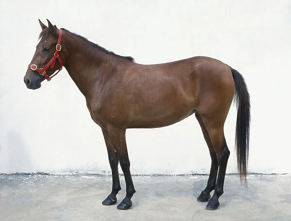 Padang pony, standing, side view