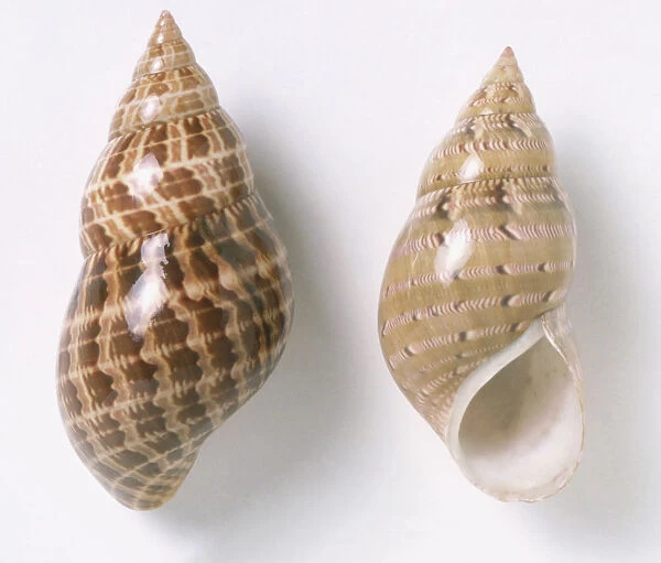 Two Painted Lady shells (Phasianella australis), close up