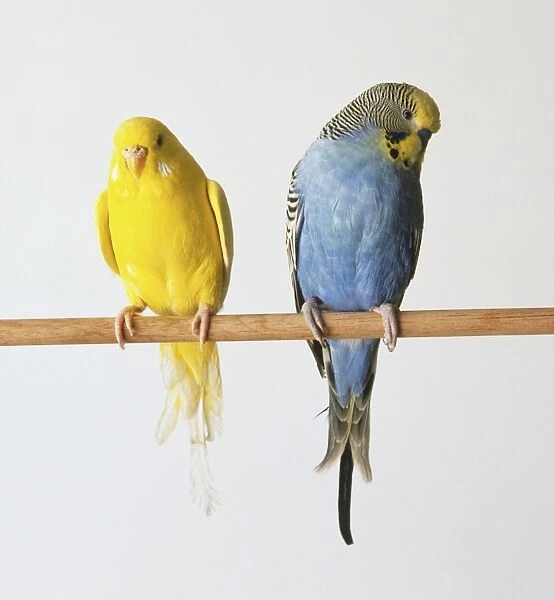Pair of budgerigars (Melopsittacus undulatus), one yellow, one blue, on a perch
