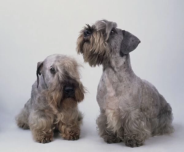 Pair of Cesky Terriers