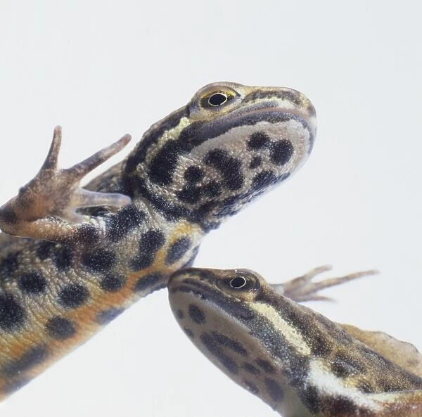 A pair of Common newts (Triturus vulgaris), close-up