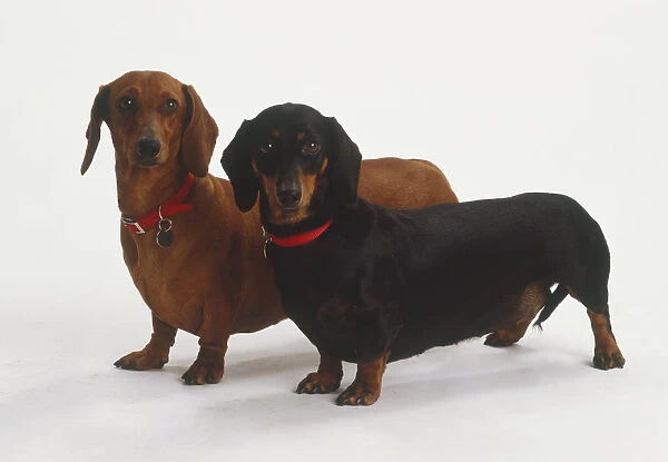 Pair of Dachshunds (Canis familiaris), one brown and one black, standing side by side, side view