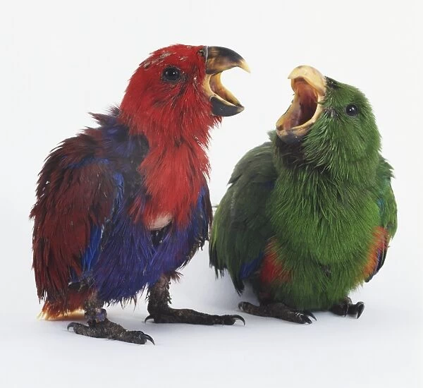 Pair of Eclectus Parrots (Eclectus roratus) facing each other with their beaks wide open