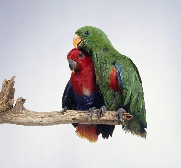 Pair of Eclectus parrots (Eclectus roratus), male and female, perching on branch