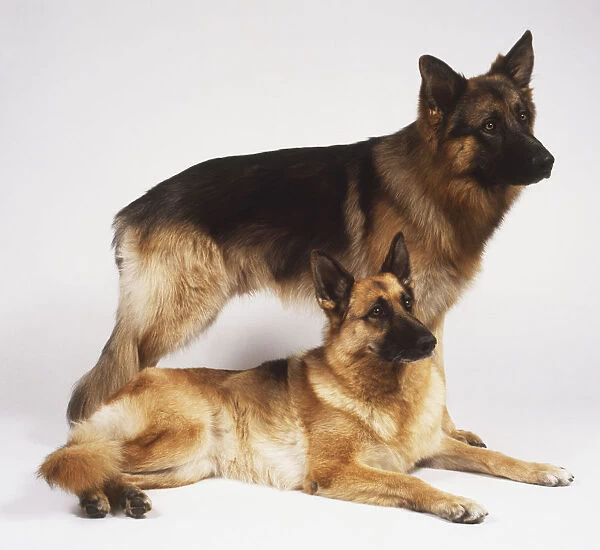 Pair of German Shepherd Dogs (Canis familiaris), one standing up and the other lying down, both facing sideways