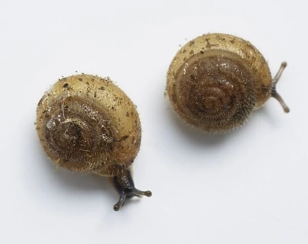 Pair of Hairy snails (Trochulus hispidus), close-up