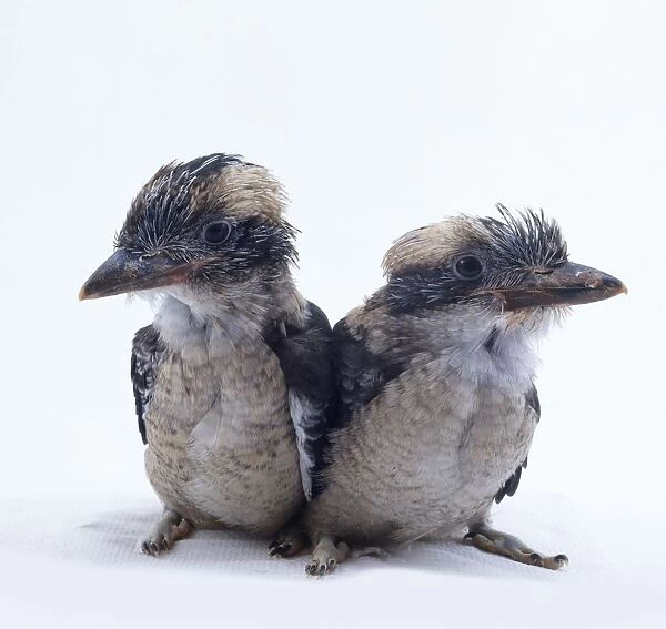 Pair of Kookaburra chicks