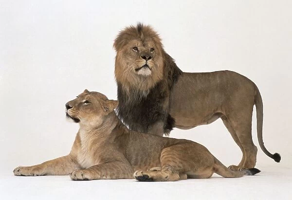 A pair of Lions (Panthera leo), lioness lying down and male lion standing