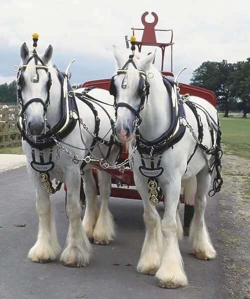 Pair of Shire Horses pulling a red dray, white coat, mane and tail, distinctive heavy feather on strong limbs, wearing strong, ornate bridle, blinker, fly-head terret, and hame chain, front view