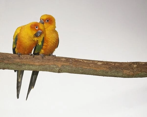Pair of Sun Parakeet (Aratinga solstitialis) perching on branch