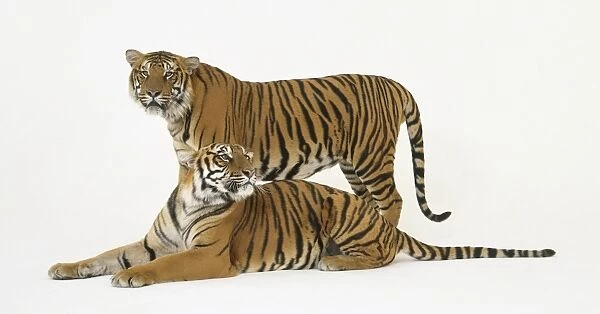 A pair of tigers, one lying down, the other standing up