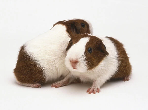 Pair of white and brown Guinea Pigs (Cavia porcellus), standing side by side facing opposite directions, side view