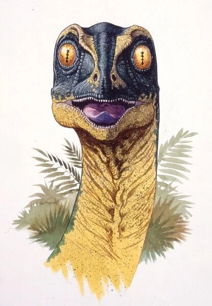 Palaeozoology, Cretaceous period, Dinosaurs, Saurornithoides head, illustration