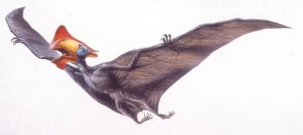 Palaeozoology, Cretaceous period, Pterosaurs, Tapejara, illustration by Robin Boutell