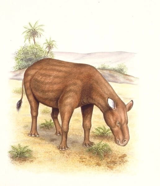 Palaeozoology, Eocene period, Extinct animals, Heptodon, illustration by Wayne Ford