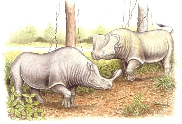 Palaeozoology, Eucene  /  Oligocene period, Extinct mammals, Brontotheres, Brontotherium and Embolotherium, illustration by Wayne Ford