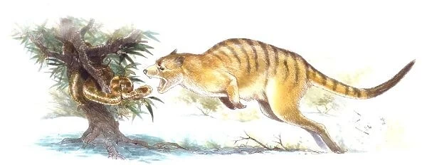 Palaeozoology, Oligocene  /  Miocene period, Extinct mammals, Ekaltadeta (Ekaltadeta ima), giant marsupial, illustration by James Robins