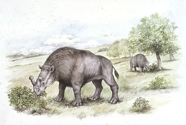 Palaeozoology, Oligocene period, Extinct mammals, Brontotheriids, Brontotherium, illustration by W. Bramall