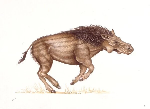 Palaeozoology, Pliocene  /  Pleistocene period, Extinct mammals, Metridiochoerus (Suidae), illustration by Catherine Constable