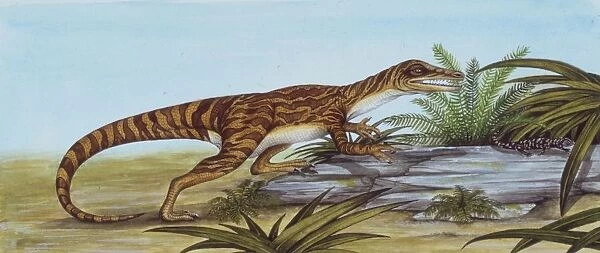 Palaeozoology, Triassic period, Dinosaurs, Staurikosaurus (Staurikosaurus pricei), illustration