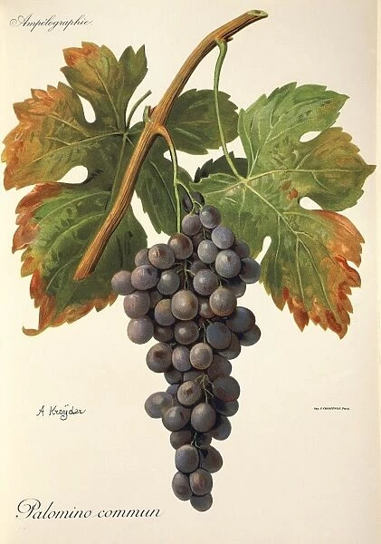 Palomino Commun grape, illustration by A. Kreyder