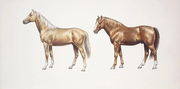 Palomino horse and morgan horse (Equus caballus), illustration