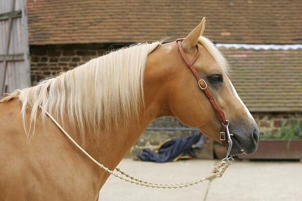 Palomino horse wearing Western bridle, head in profile