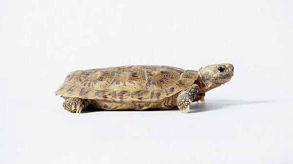 Pancake tortoise (Malacochersus tornieri), side view