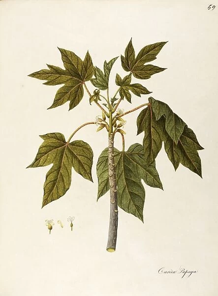 Papaya (Carica papaya), Caricaceae, warm greenhouse tree with persistent leaves, cultivated for its fruit, native to tropical America, watercolor, 1812-1837