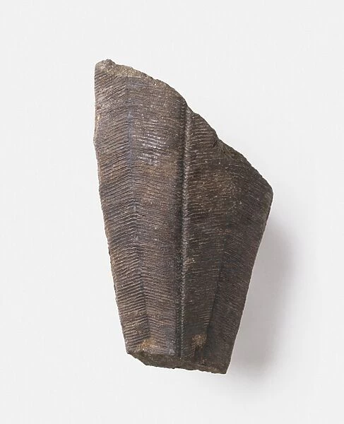 Paraconularia (Conularid) fossil, early Permian era