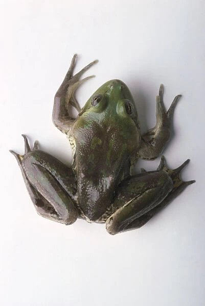 Paradoxical frog (Pseudis paradoxa), directly above