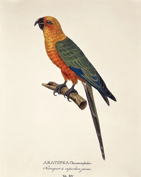 Parrot Aratinga chrysocephalus, engraving