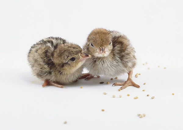 Two partridge chicks standing close together
