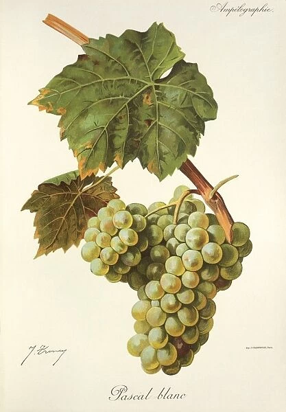 Pascal Blanc grape, illustration by J. Troncy