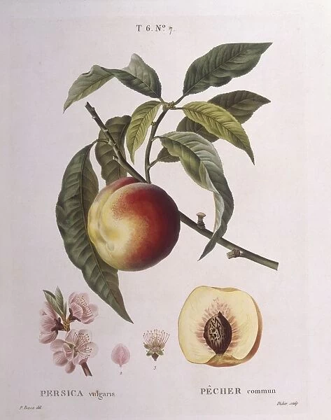 Peach (Persica vulgaris), Henry Louis Duhamel du Monceau, botanical plate by Pancrace Bessa