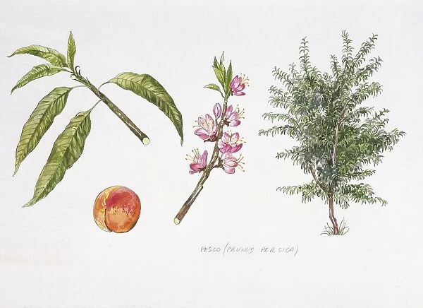 Peach (Prunus persica) plant with flower, foliage and fruit, illustration