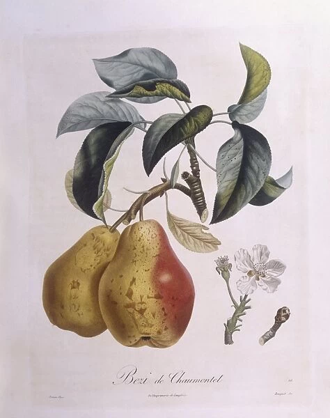 Pear Bezi de Chaumontel Henry Louis Duhamel du Monceau, botanical plate by Pierre Antoine Poiteau