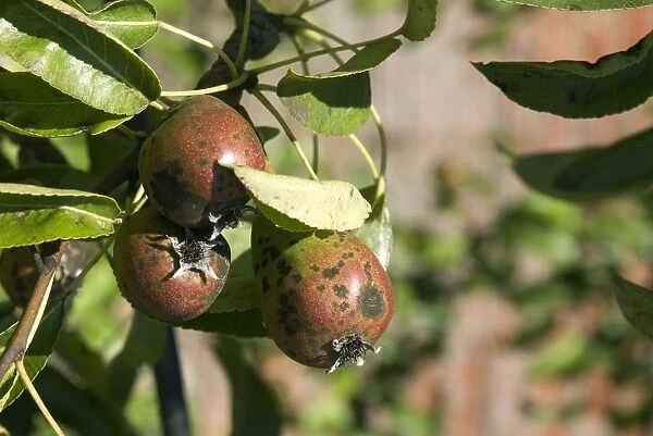 Pears infected with pear scab, close-up