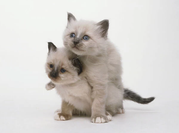 Two pedigree Birman kittens playing together. Pale grey fur