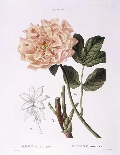 Peony (Paeonia moutan), Henry Louis Duhamel du Monceau, botanical plate by Pancrace Bessa