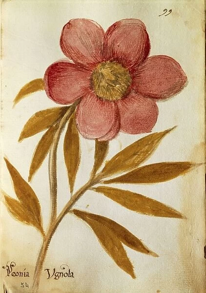 Peony (Peonia Vignola), illustration by Marco del Carro, 1627