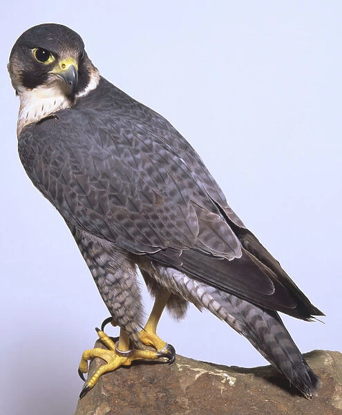 Peregrine falcon perched on a branch, body in profile and head looking behind to its left, grey and white speckled feathers with a white ring of feathers around its neck