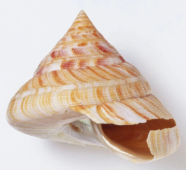 Perotrochus hirasei, side view of Hirases Slit Shell, with high spire and sharply angled base, cream white colour streaked with red orange