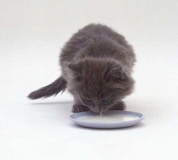 Persian kitten drinking from a dish of milk, close-up, front view